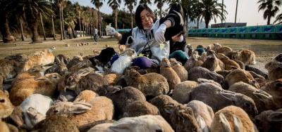 جزیره‌ ژاپنی سلاح‌ های شیمیایی، در تصرف خرگوش‌ ها