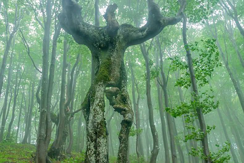 با درخت انسان نمای عجیب بلغارستان آشنا شوید