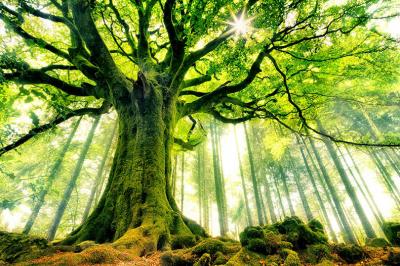 ۷ درخت کهنسال در فهرست میراث طبیعی ملی ثبت شد