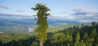 با بلندترین درخت جهان آشنا شوید: هایپریون