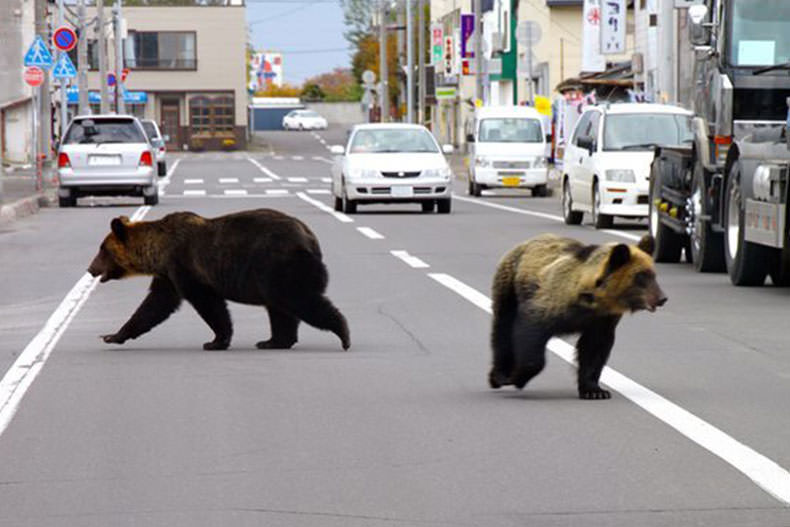 خرس ها به مناطق مسکونی در شمال ژاپن حمله کردند؛ ۴ کشته