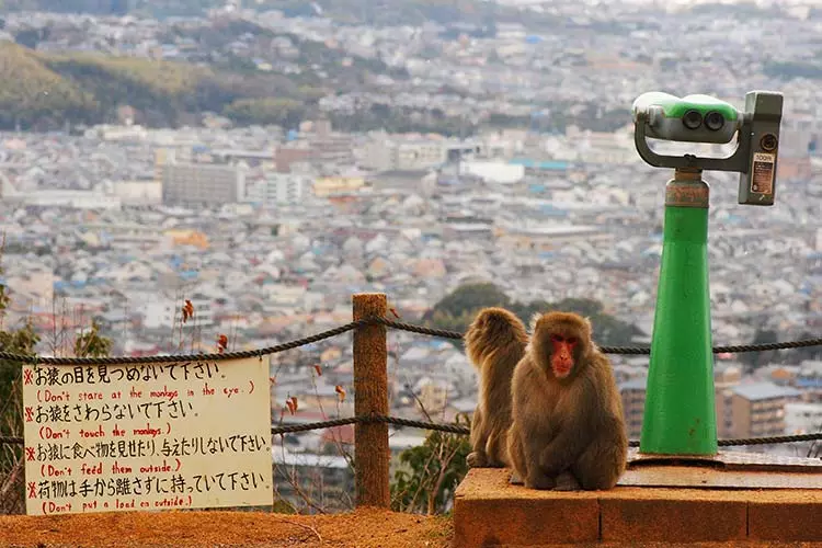 پارک میمون‌ها در ژاپن