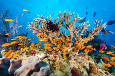 دیواره بزرگ مرجانی؛ عجایب هفتگانه طبیعی جهان