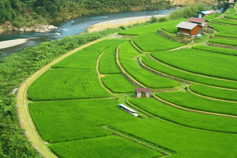  تصاویر زیبا از مزارع تراس‌ بندی‌ شده برنج 
