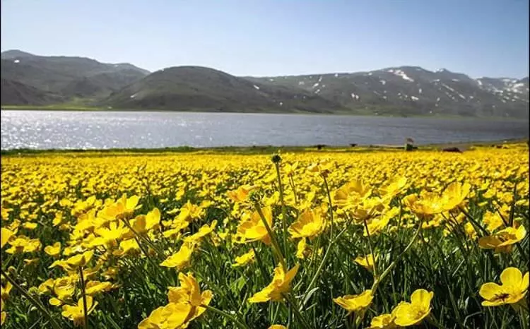 گلهای زرد حوالی دریاچه نئور