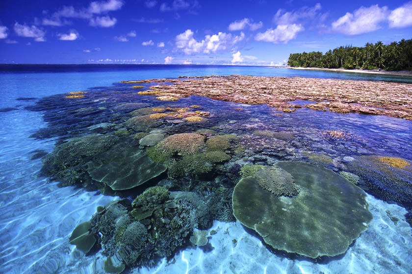 ایجاد صخره های مرجانی مصنوعی در آب های ساحلی کوش‌ آداسی