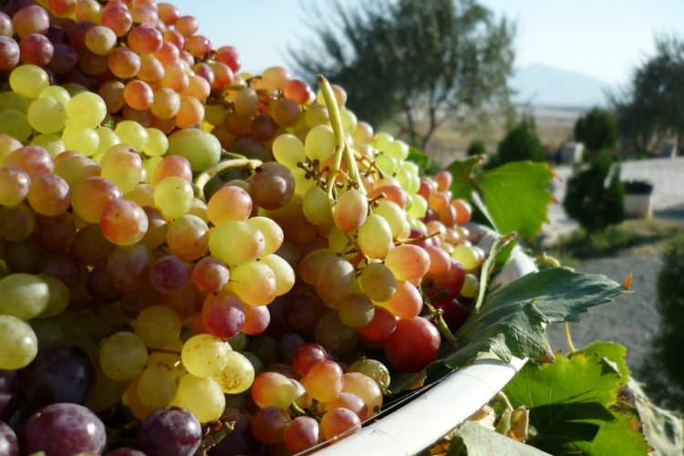 انگور هزاوه