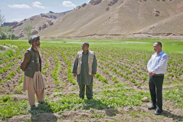 کشاورزی