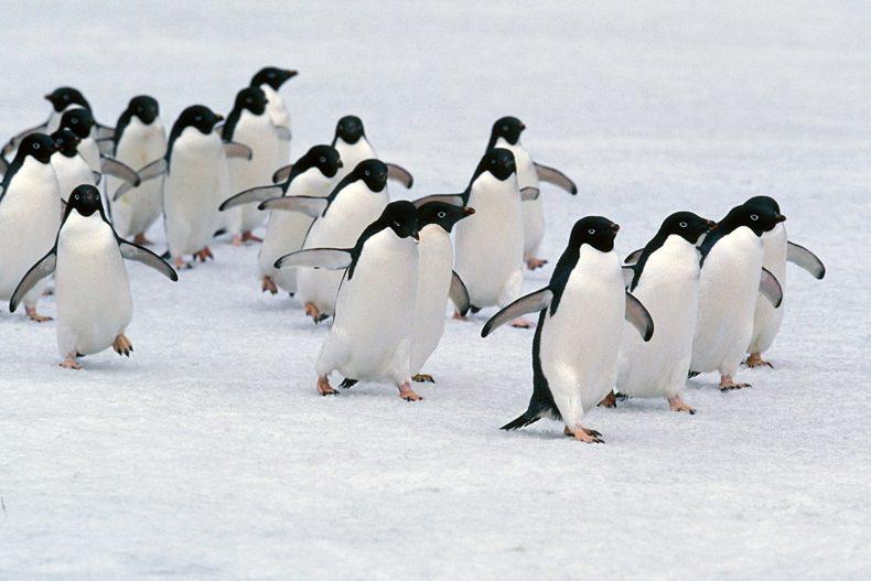 پنگوئن‌ها و گرمایش زمین