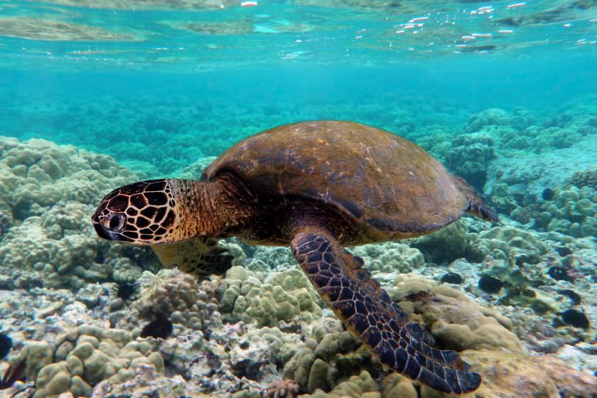 علت انقراض سریع جانداران جزایر هاوایی چیست؟