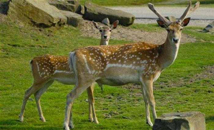 منطقه شکار ممنوع زله زرد