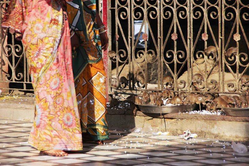 معبد کارنی ماتا در هند