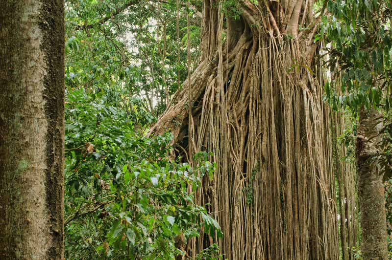 درختان انجیر در باربادوس
