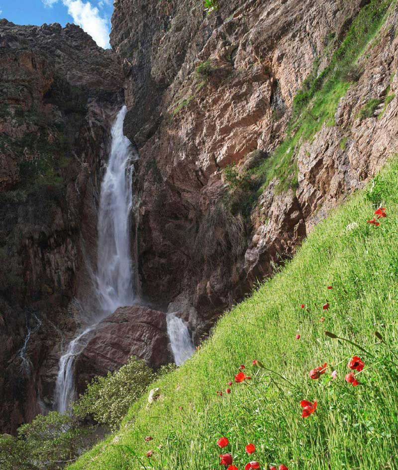 گل های شقایق فصل بهار در منطقه آبشار نوژیان خرم آباد