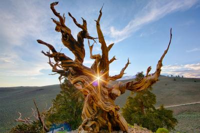 قدیمی ترین درخت های زنده دنیا را بشناسید