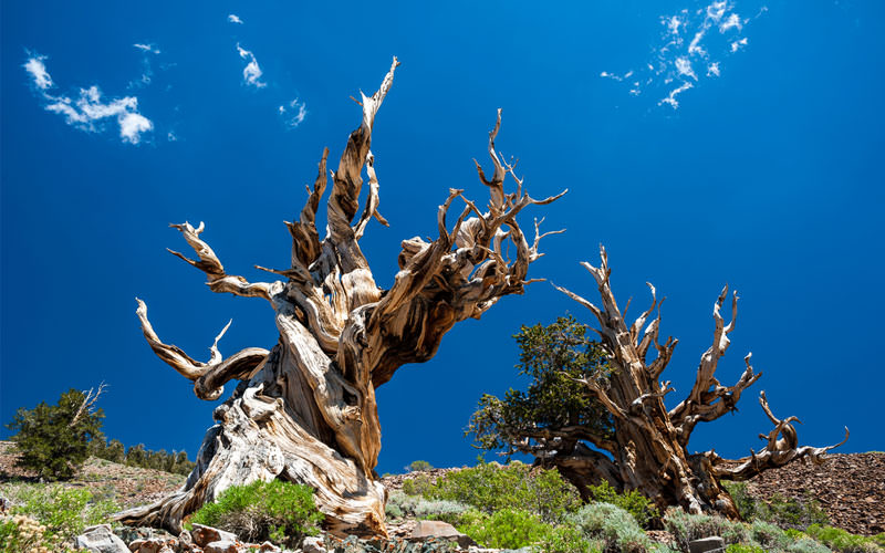 قدیمی ترین درخت های زنده دنیا 
