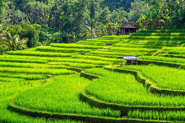 مزارع پلکانی برنج