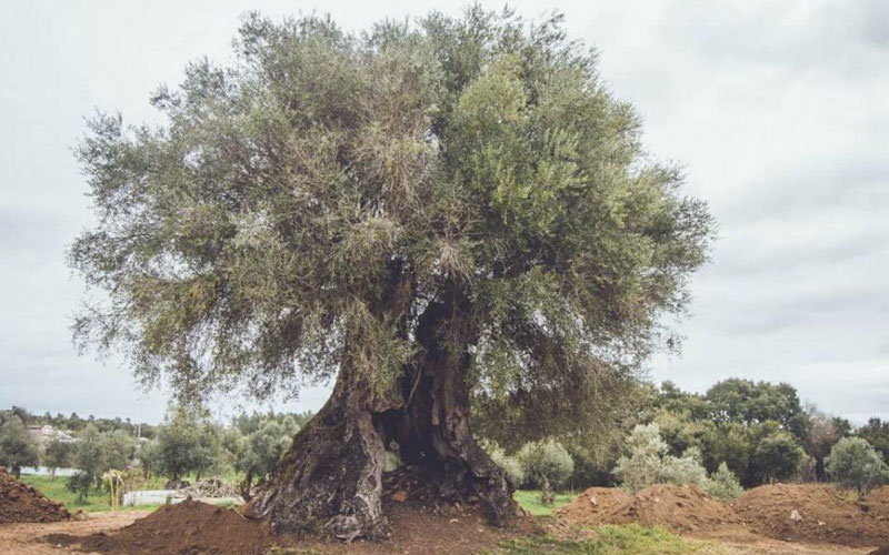 قدیمی ترین درخت های زنده دنیا 