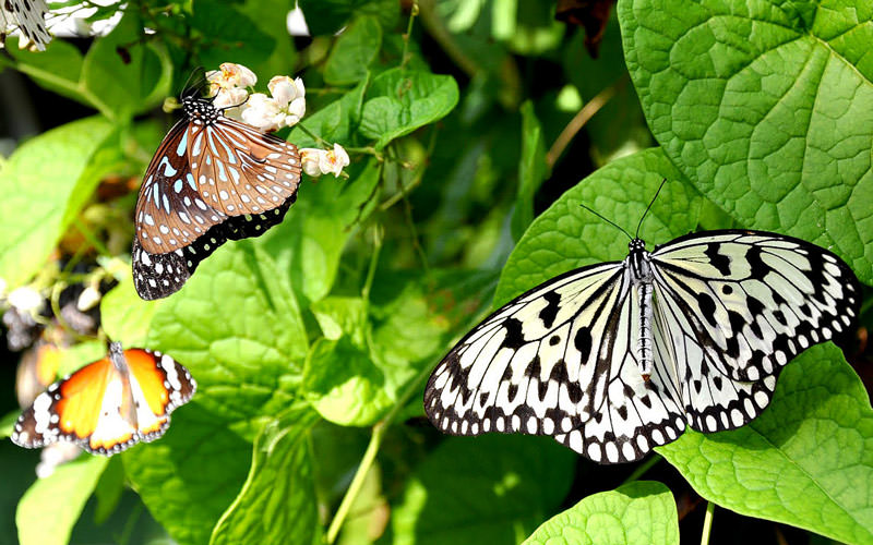 پارک پروانه های کوالالامپور (Butterfly Park)