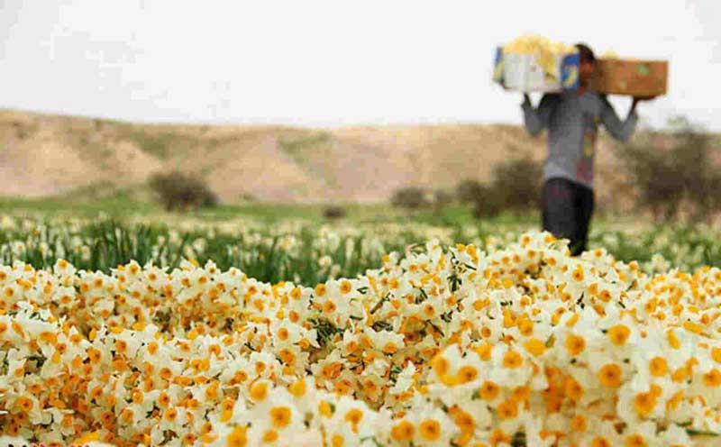 کارگر در حال چیدن گل از نرگس زارهای کازرون