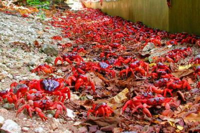 گردهمایی خرچنگ های قرمز در جزیره کریسمس