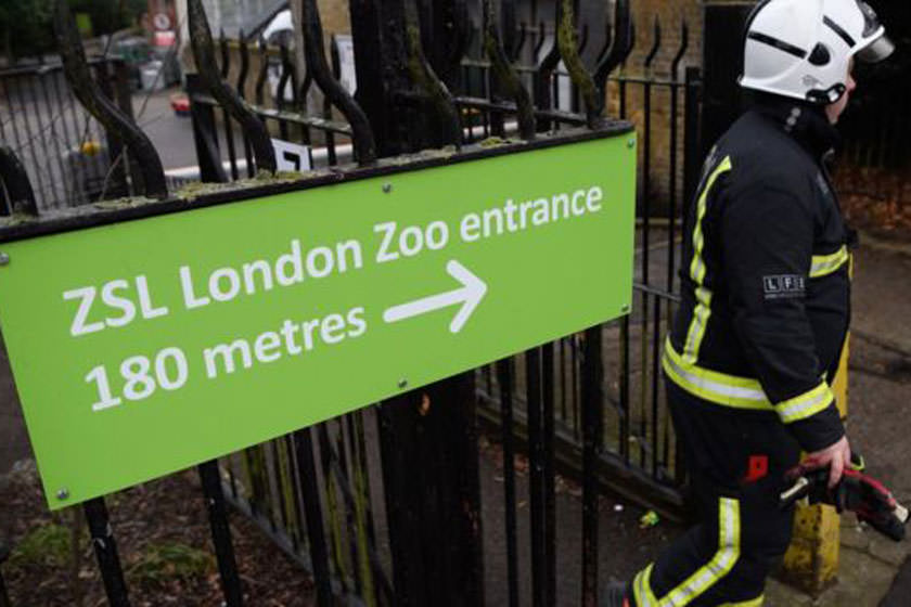 بازگشایی باغ وحش لندن بعد از آتش سوزی