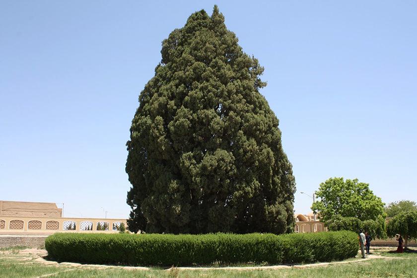 درخت سرو ؛ نماد استقامت و پایداری ایران