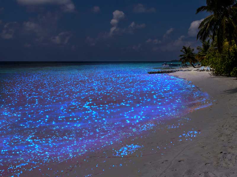 تلالوی نور آبی در ساحل درخشان جزیره وادهو