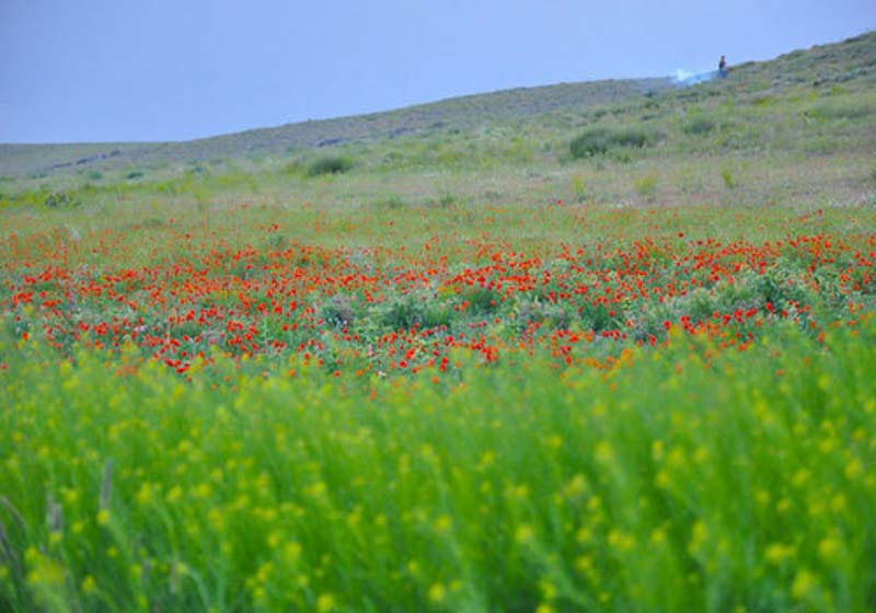 گل های شقایق و گل های زرد در دشت خمین