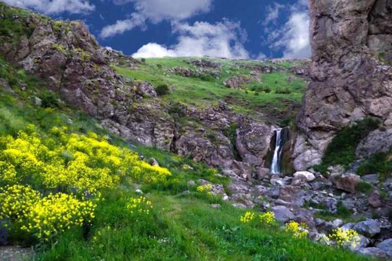 گلهای زرد رنگ و طبیعت بکر آبشار عرب دیزج