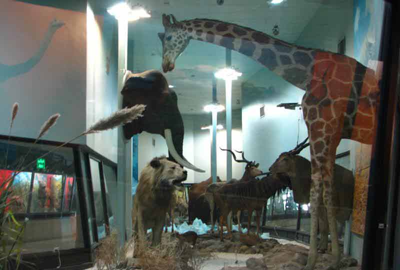 موزه تنوع زیستی پارک پردیسان