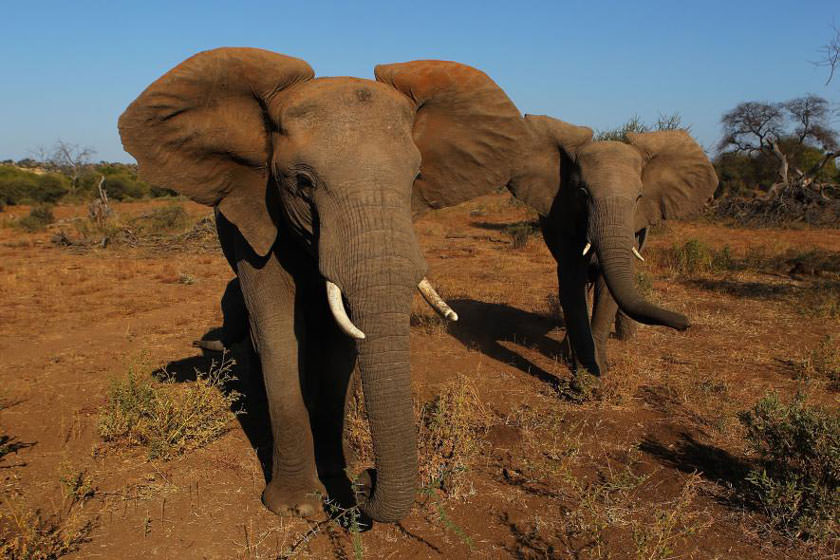 چین تجارت قانونی عاج فیل را متوقف می‌کند