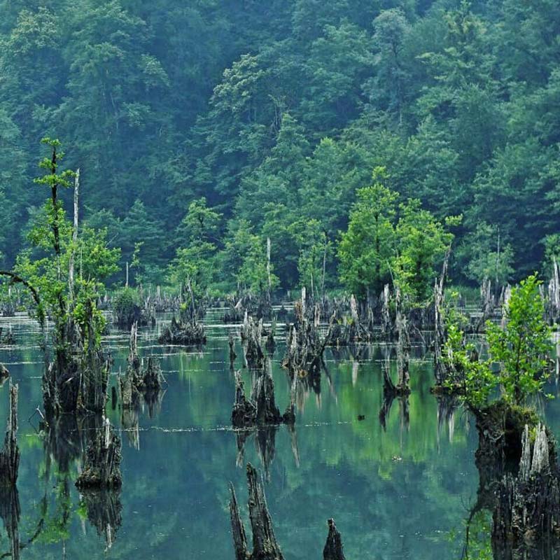 Rotten swamp trees in Ghost Lagoon
