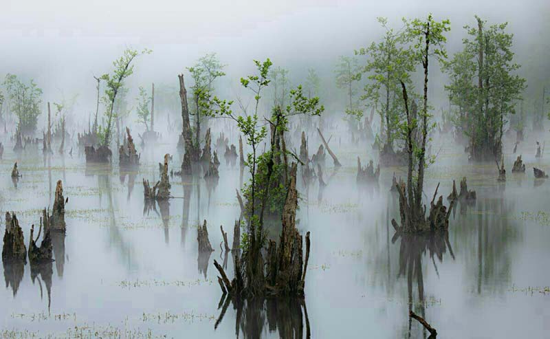 Foggy scenery and broken trees of Ghost Lagoon