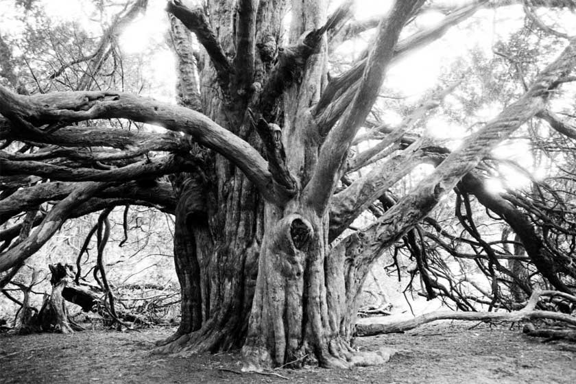 اعجاز درختان سرخدار باستانی انگلیس