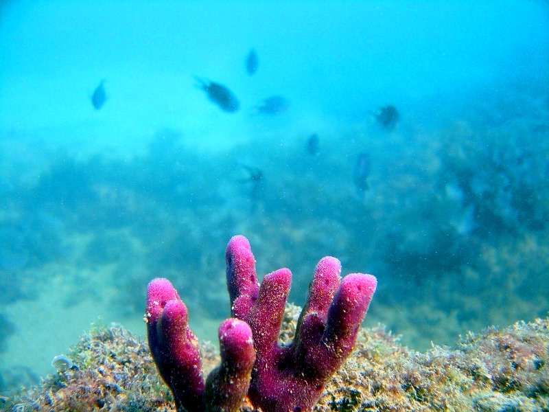 کلبه غواصی چابهار