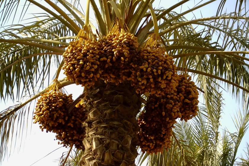 سوغات قشم چیست؟