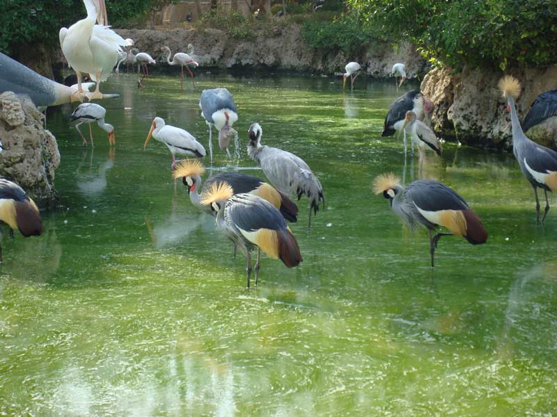 باغ پرندگان چهار باغ نما یکی از بهترین جاهای دیدنی استان البرز