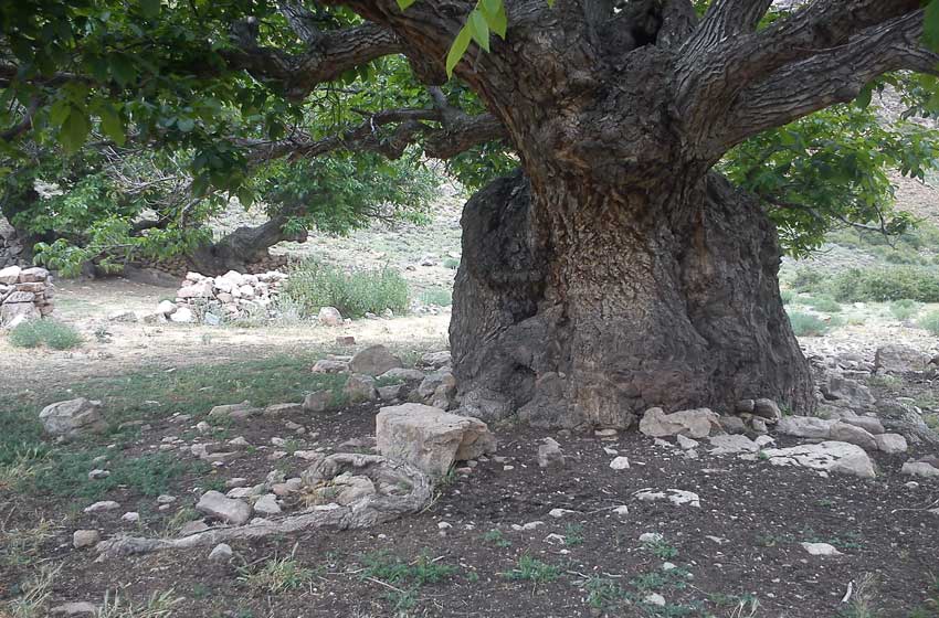 زیست بیشترین درختان کهنسال ۳۰۰۰ ساله در استان خراسان