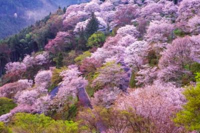بهترین مقاصد سفر در فصل بهار، گیسوی شکوفه بر چهره طبیعت