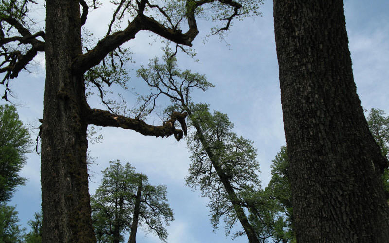 درختان مرتفع در پارک ملی خشکه داران