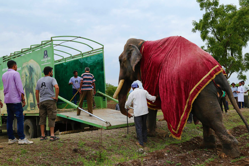 گاج راج، فیلی که پس از ۵۱ سال آزاد شد!