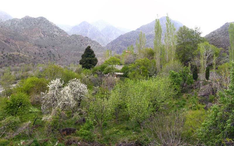 طبیعت روستای دلفارد جیرفت