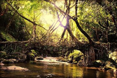 شگفت‌انگیزترین پل های هند با ریشه‌های طبیعی