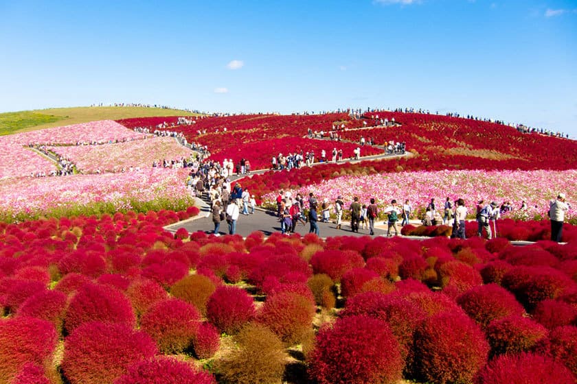 پارک ساحلی هیتاچی ژاپن، بهشتی از گل‌های رنگارنگ