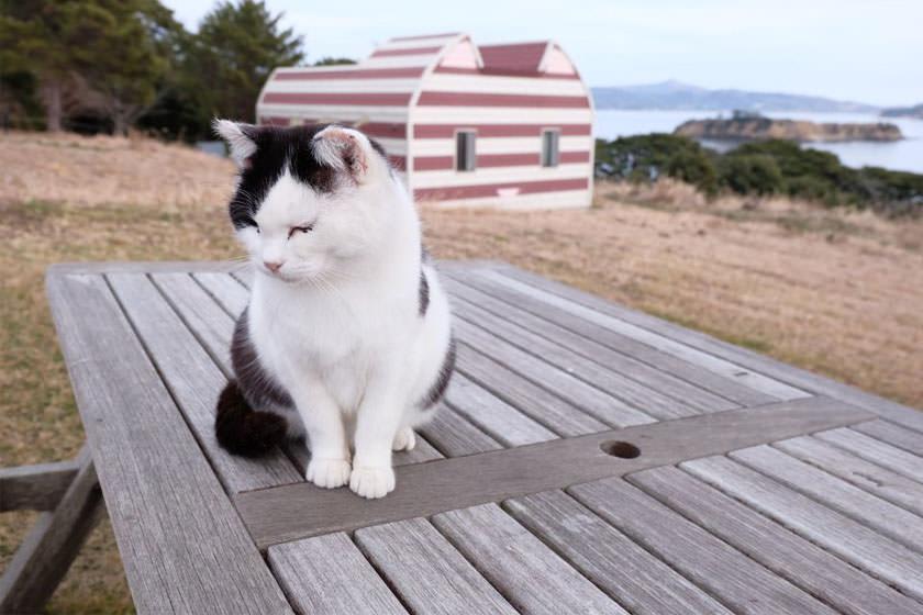 جزیره‌ تاشیروجیما در ژاپن، بهشتی برای دوستداران گربه