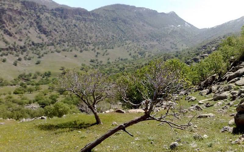  درختچه های کوتاه در منطقه حفاطت شده کوه خامین