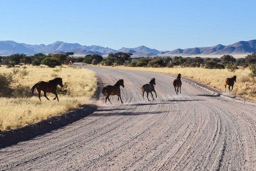 زندگی اسب‌های وحشی در صحرای بی آب و علف نامیبیا