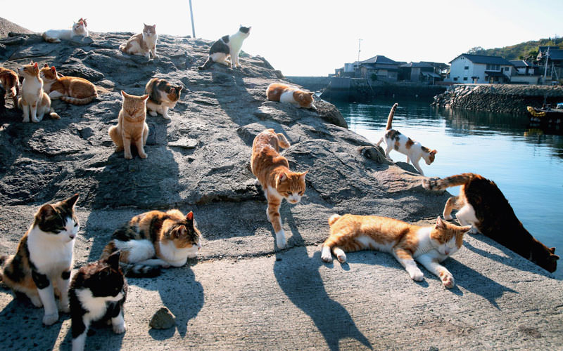 جزیره گربه ژاپن