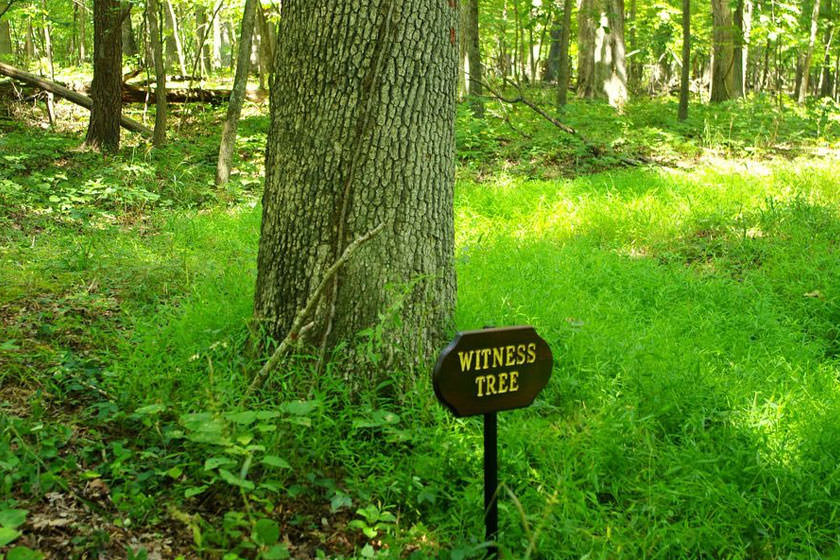 درختان شاهد، درختانی که داستان جنگ داخلی آمریکا را دیده اند!